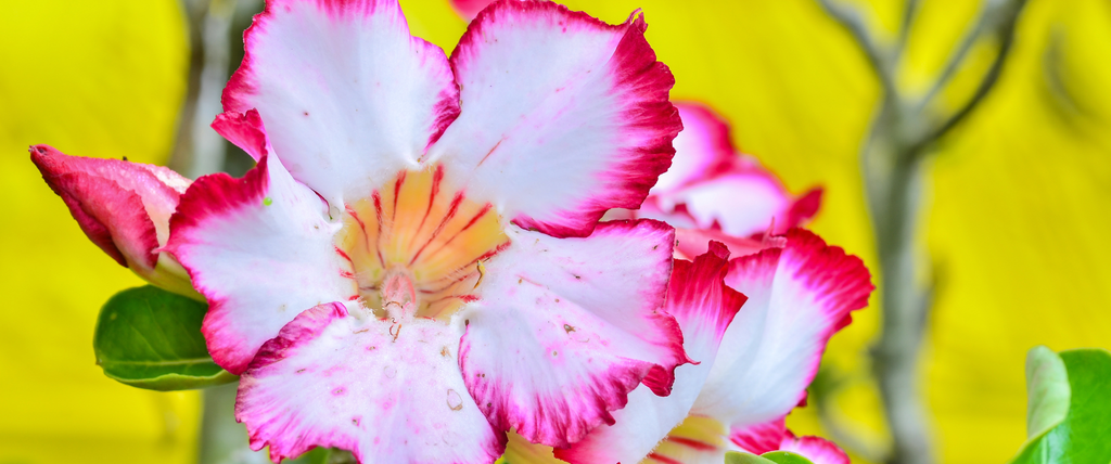 Comment entretenir une rose du désert