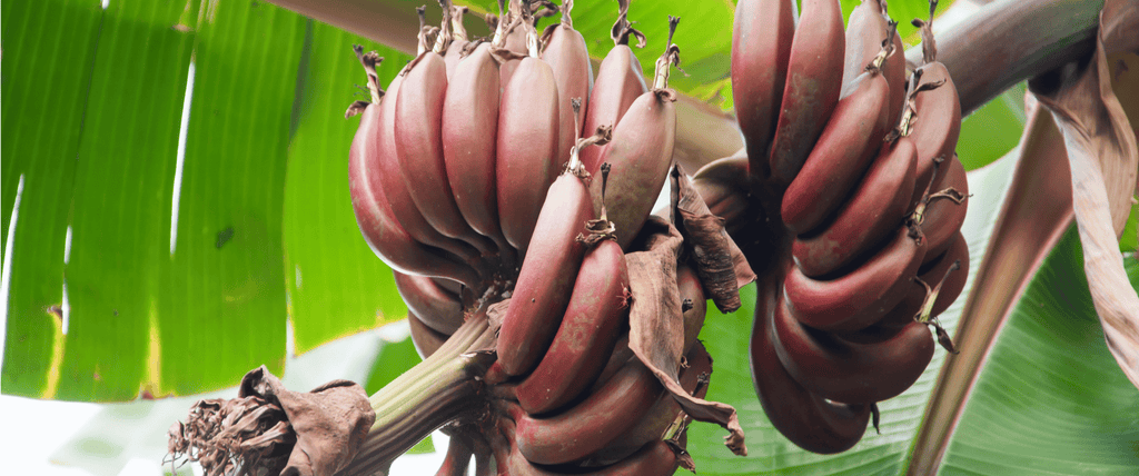 Bananier rouge Musa Red