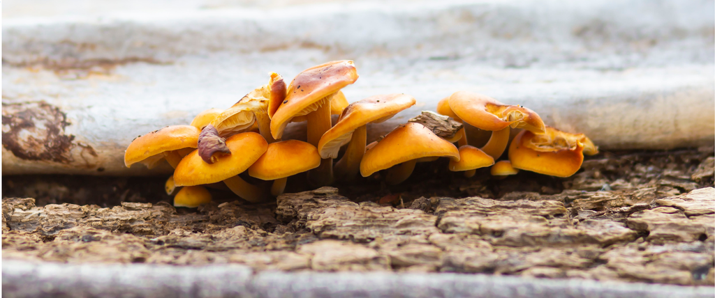 Champignon orange sur bois mort est-ce dangereux