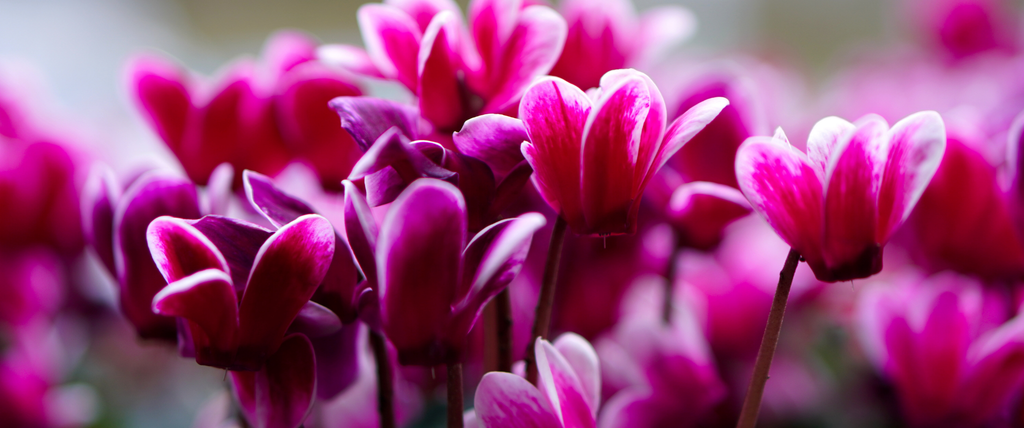 Cyclamen d'intérieur ou d'extérieur : comment choisir ?