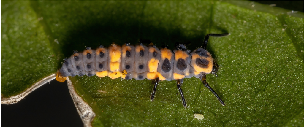 Larves de coccinelles reconnaître utiliser lutter contre les pucerons