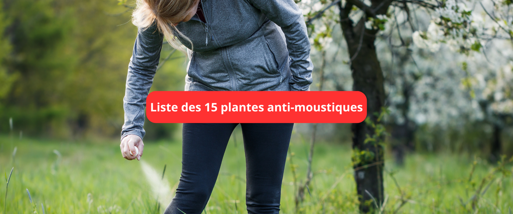 Liste complète 15 plantes anti-moustiques