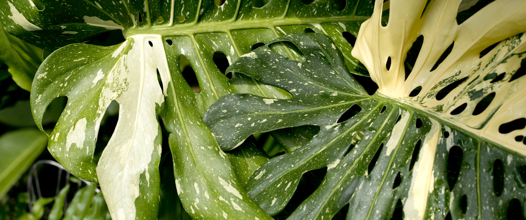 Monstera deliciosa Ceriman plant