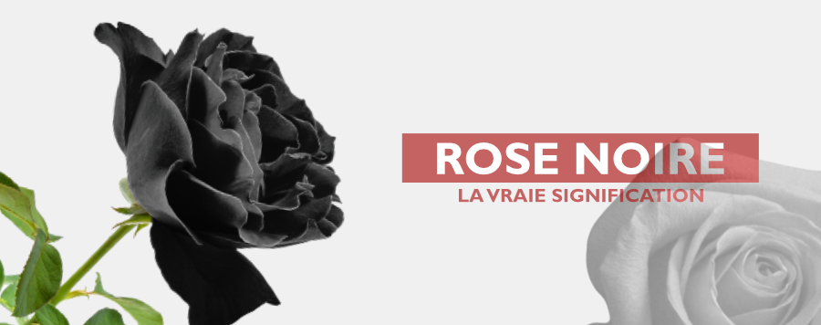La Vraie Signification de la Rose Noire