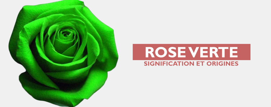 La Rose Verte : Signification et Origines