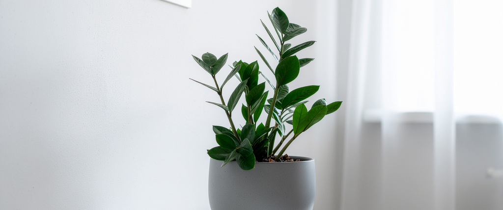 Plante zz Zamioculcas zamiifolia