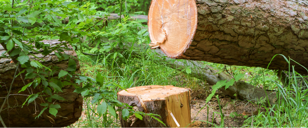 Faire abattre un arbre gratuitement