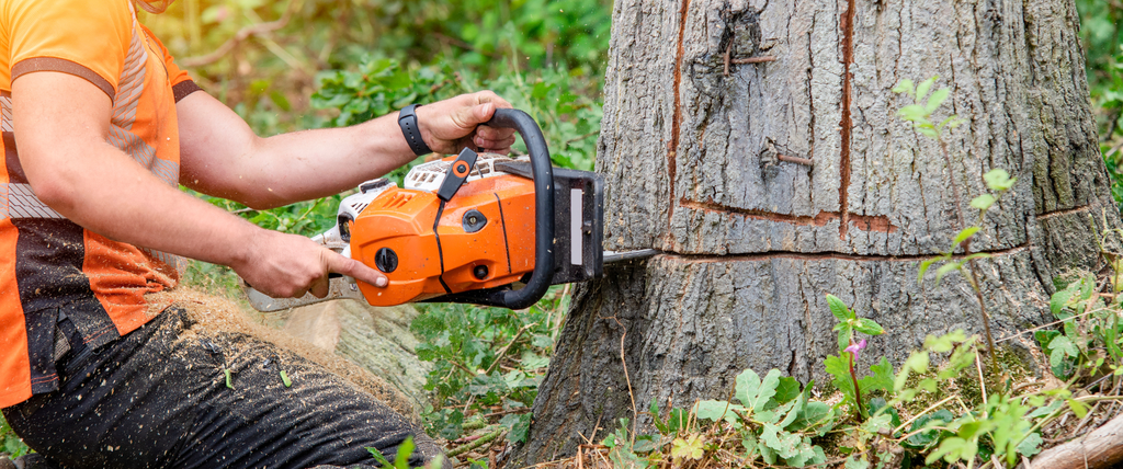Peut-on abattre un arbre de plus de 100 ans