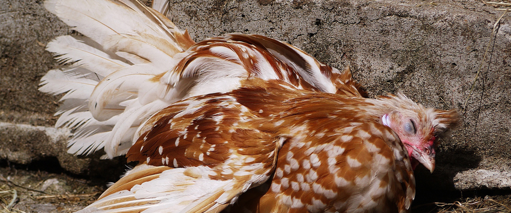 Quel animal tue les poules et les laisse sur place