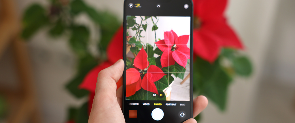 Top 7 des applications de reconnaissance de fleurs