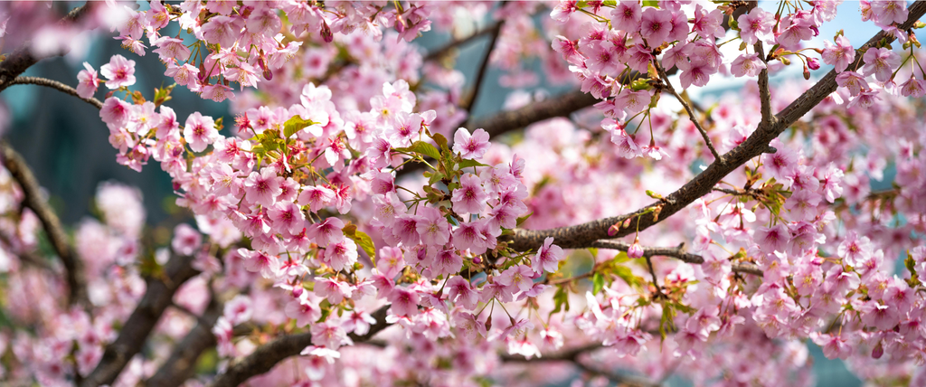 Arbre en fleur rose les 15 variétés les plus connues