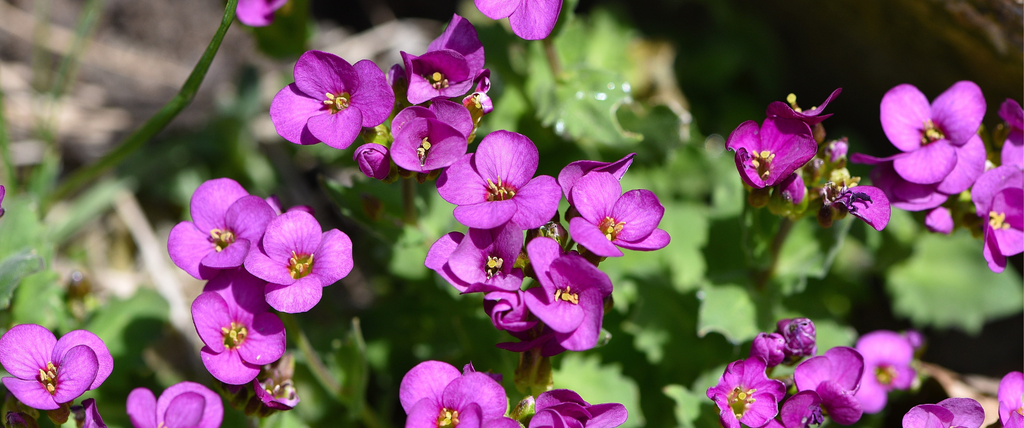 Toutes les fleurs qui commencent par la lettre A