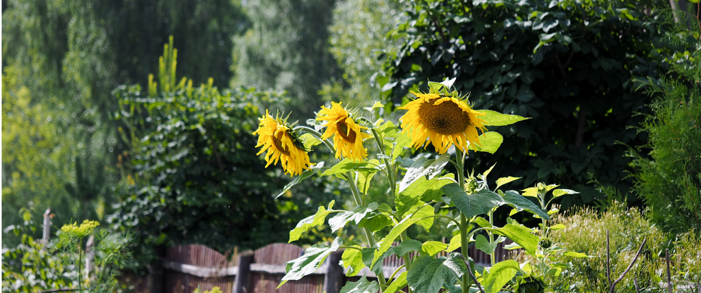5 choses pour protéger son jardin et potager de la canicule
