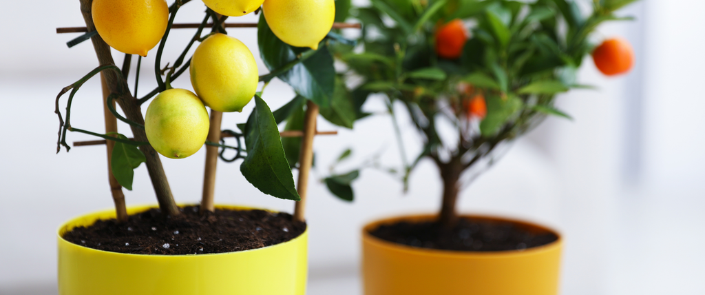 Culture citronnier en pot