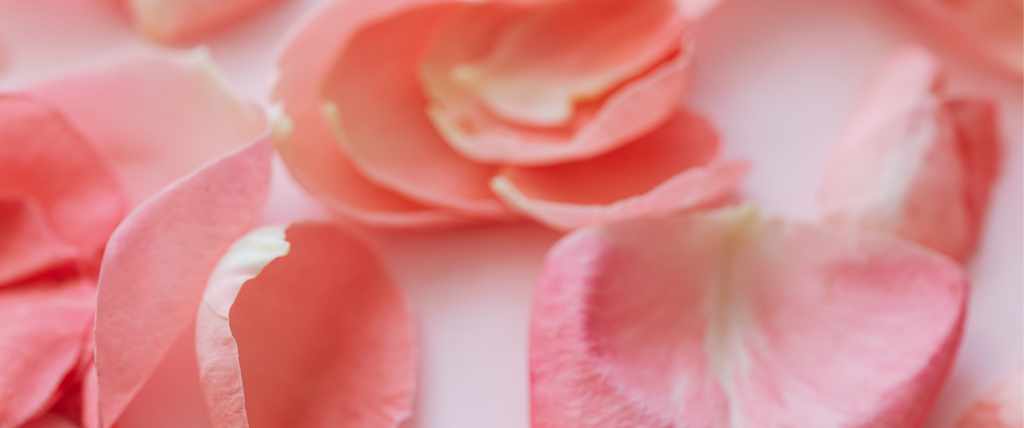 Est-ce que le pétale de rose est comestible