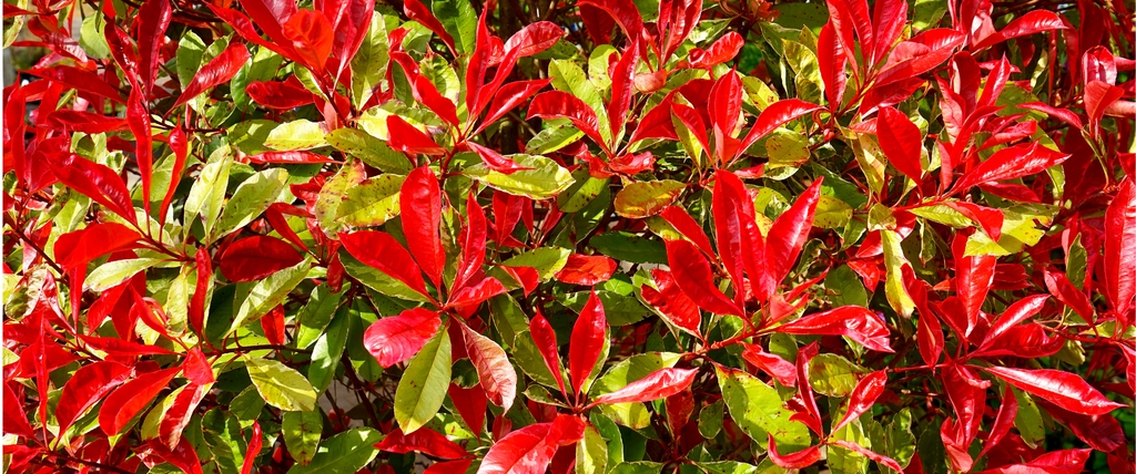 hoya plant Hoya Gold Star main image 1