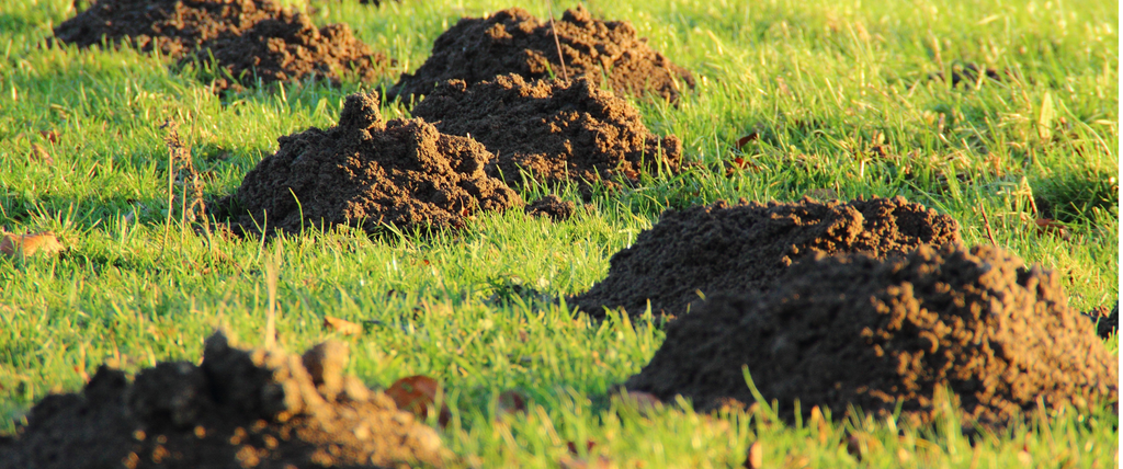 Comment se débarrasser des taupes dans le jardin