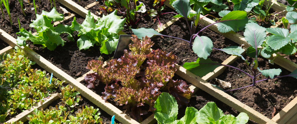 Comment créer un carré potager facilement