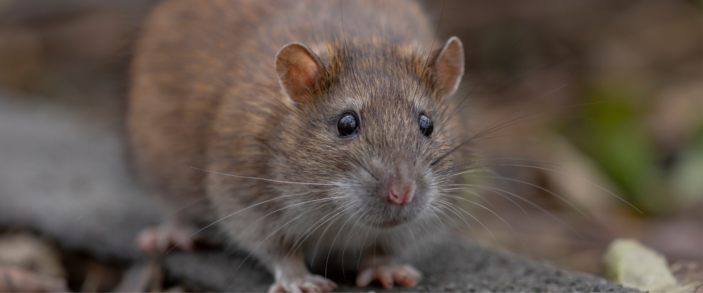 Crottes de rat au jardin