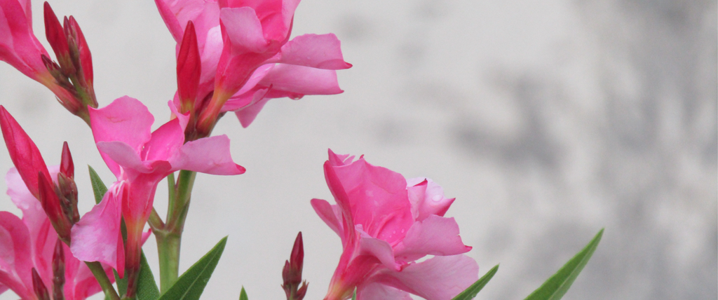 Quel engrais choisir pour un laurier rose