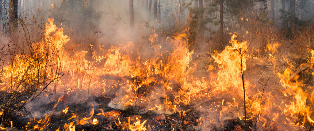 Comment éteindre un feu de forêt