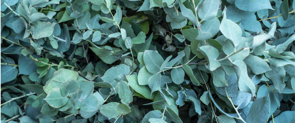 Pourquoi faut-il éviter de planter un eucalyptus
