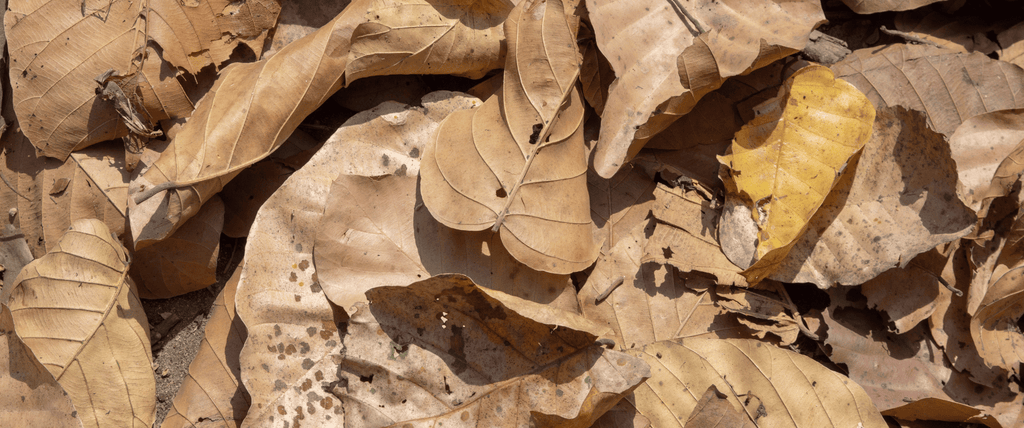 Que faire des feuilles morte d'automne au jardin