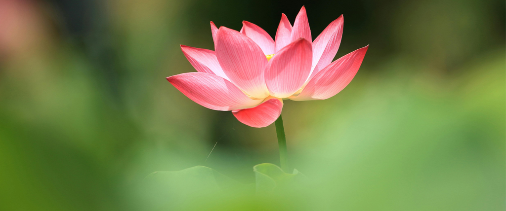 fleur de lotus les vrais significations