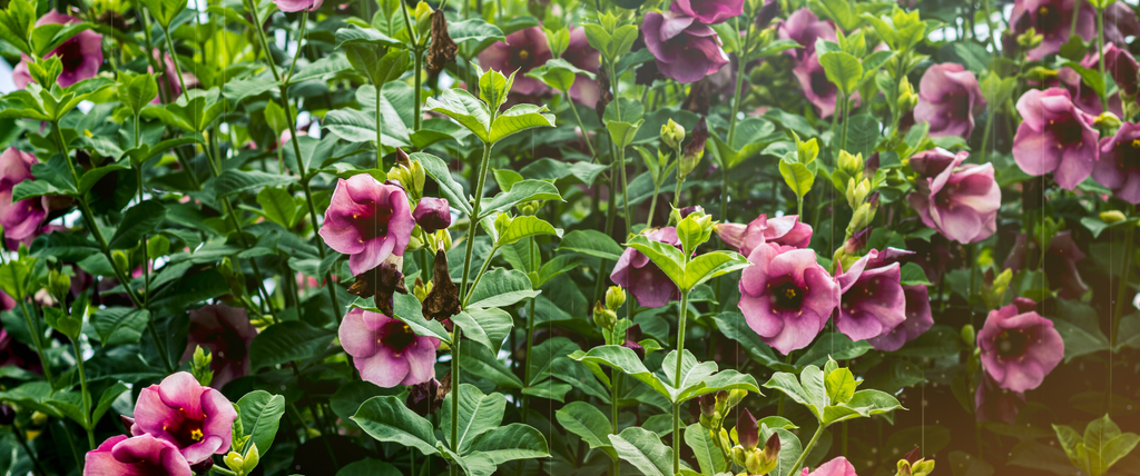 Dipladenia Plantation, entretien, hivernage, exposition et prix