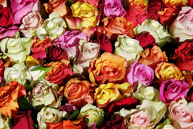 fleurs roses