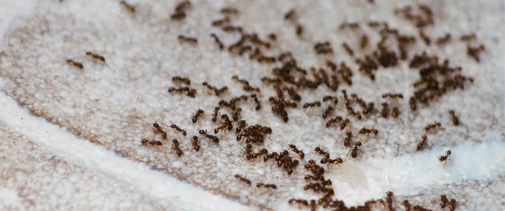 Fourmis dans la maison quelles sont les significations