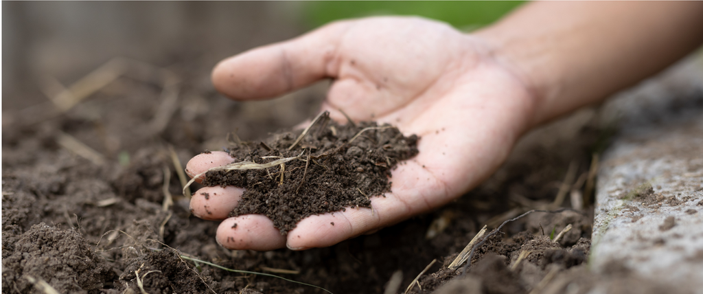 Fumier de cheval comment l'utiliser au potager