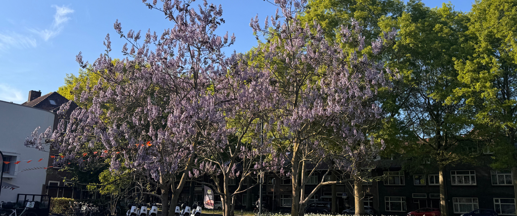 inconvénient paulownia