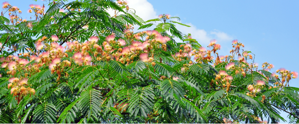 inconvénients de l'albizia