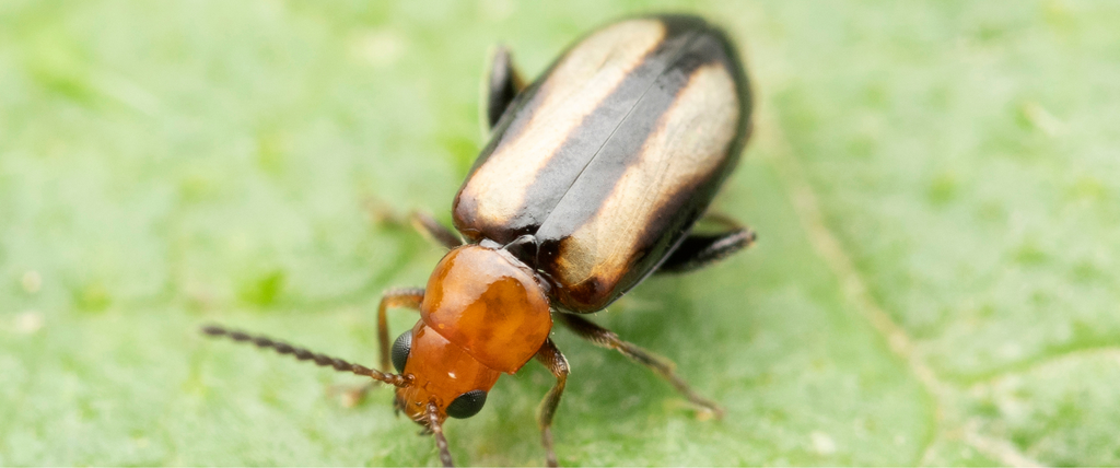 Je suis envahi de puces dans mon jardin