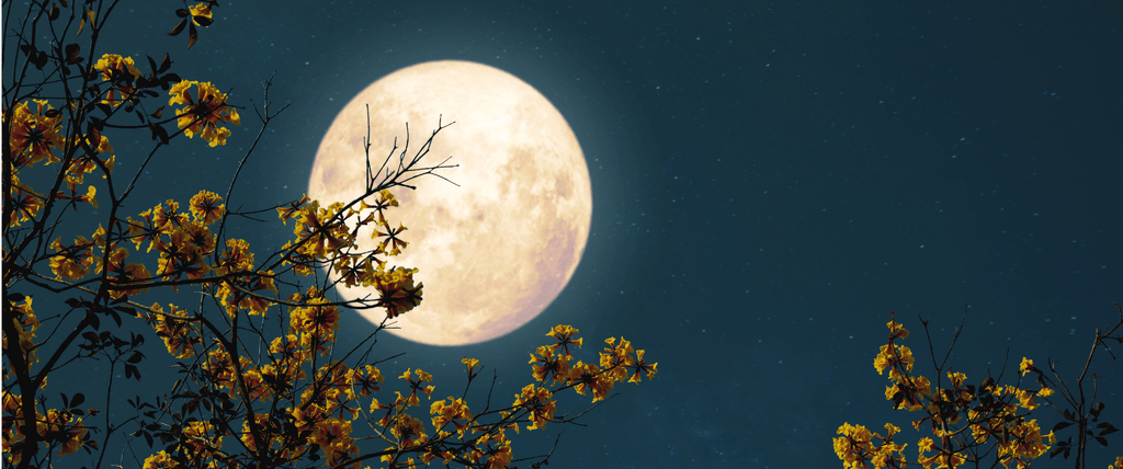 Jardiner avec la lune au mois de septembre 2026