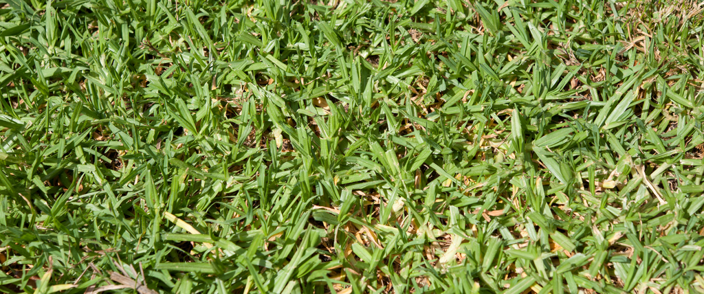 Gazon Kikuyu