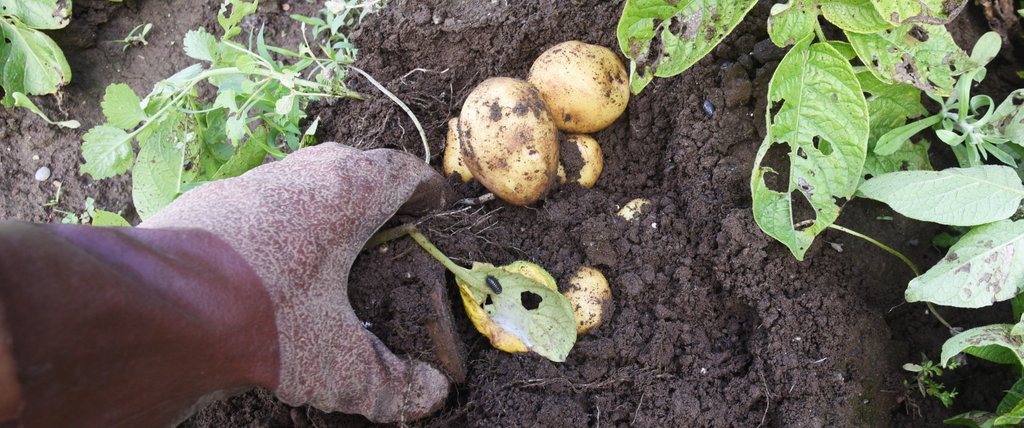légumes ne pas planter à côté des tomates
