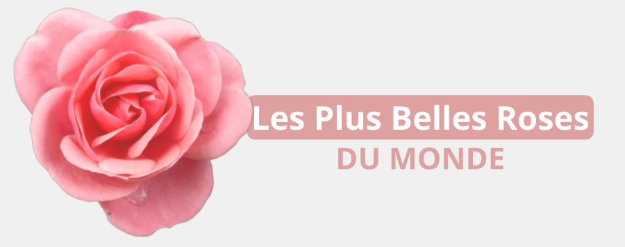 les plus belles roses du monde