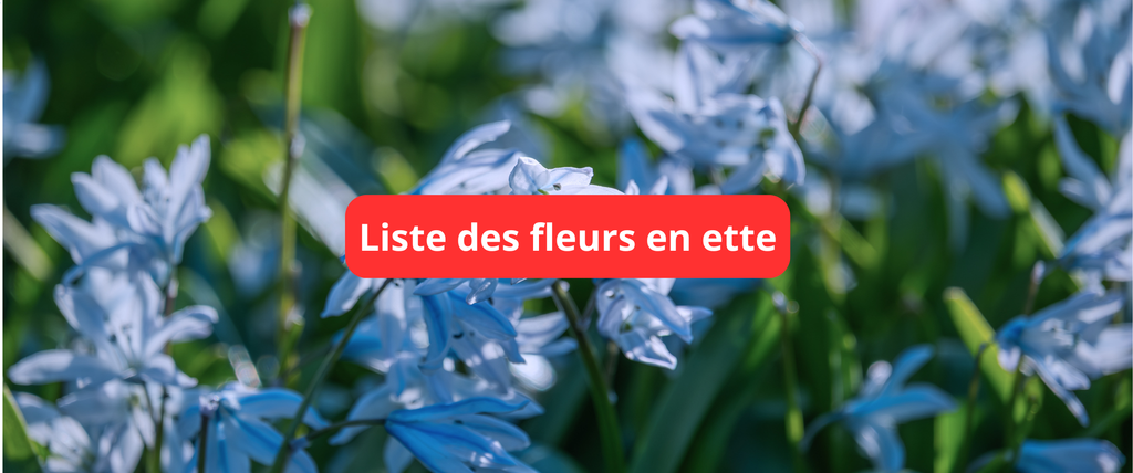 Liste complète des fleurs en -ette