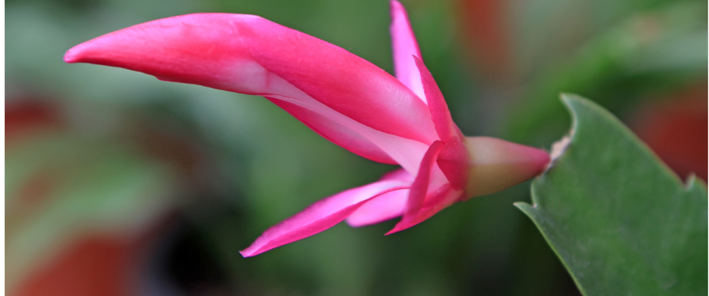 Liste complète des fleurs en Z avec photos