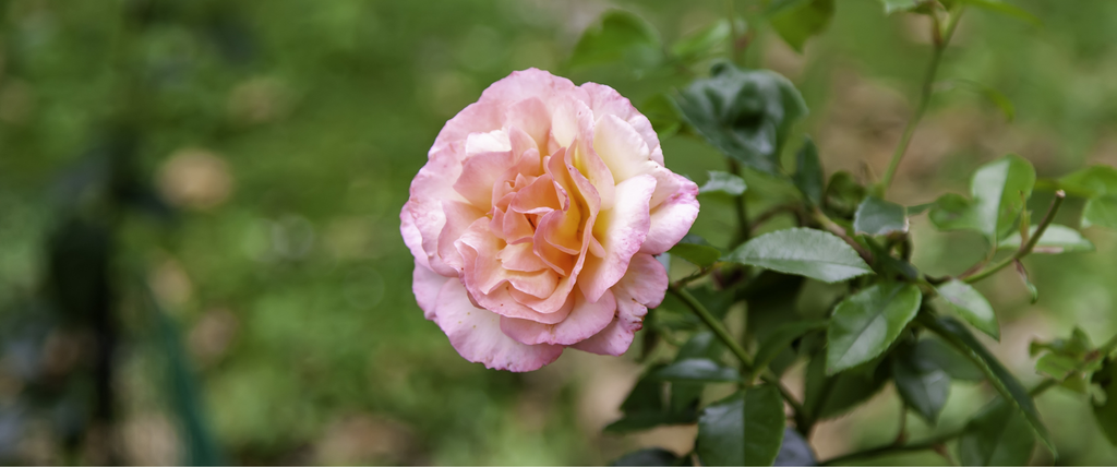 maladies des rosiers et les remèdes de grand-mère