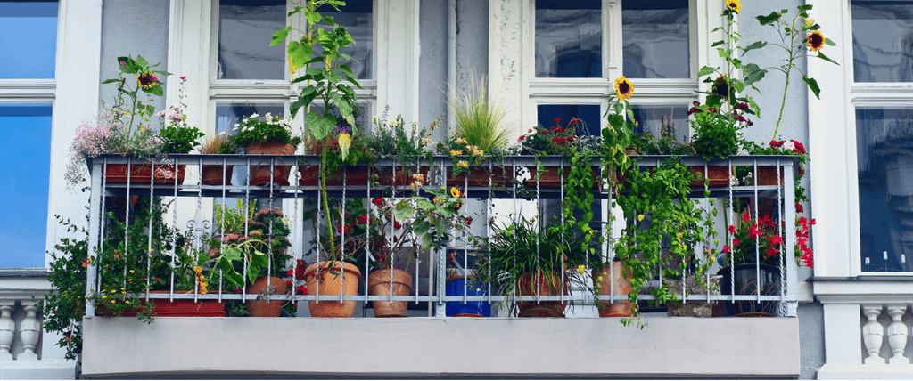 Quelle est la meilleure plante pour un balcon