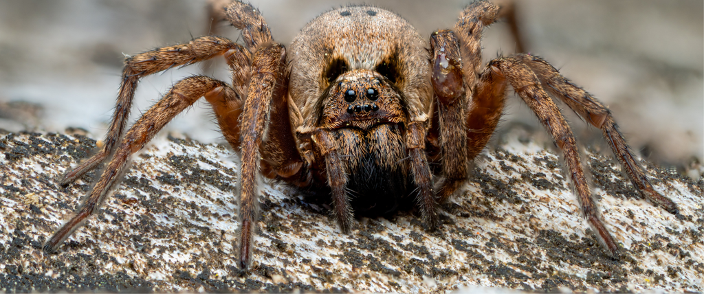 Mygale de provence : une araignée sans danger vraiment
