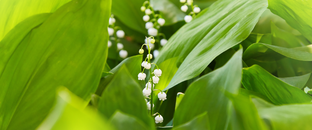 Où et quand planter le muguet