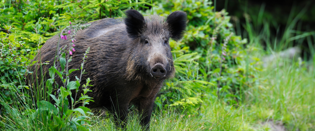 Peut-on tuer un sanglier dans son jardin
