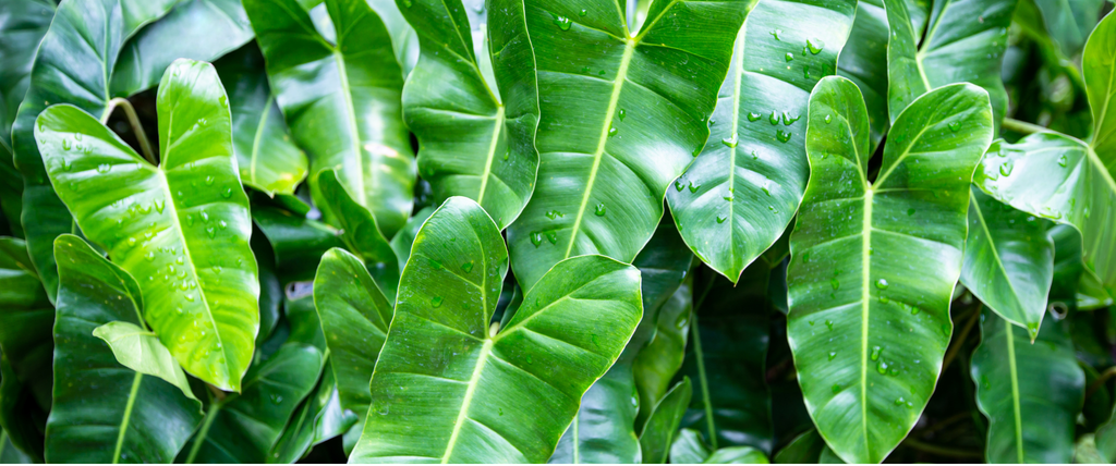 10 plantes d'ombre