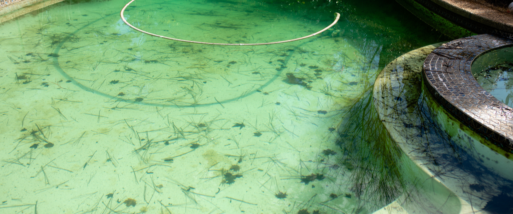 Eau de piscine verte les 5 remèdes de grand-mère