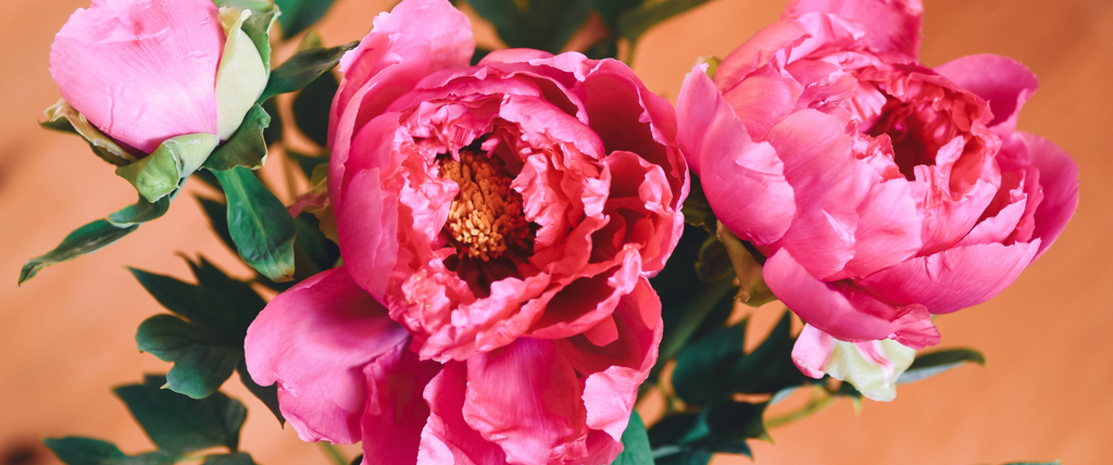 Quelle est la saison des pivoines