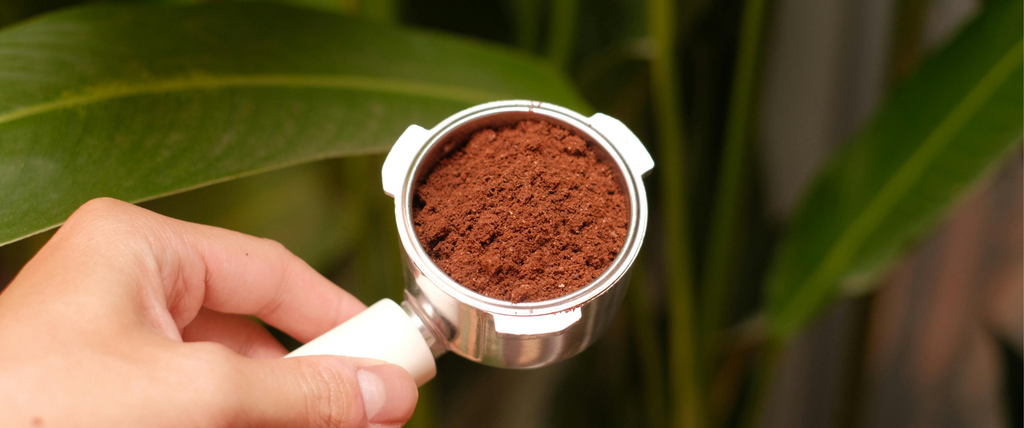 Quelles plantes n'aiment pas le marc de café